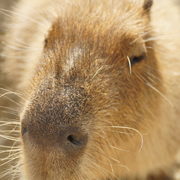 ふれあいタイム時のカピバラさん